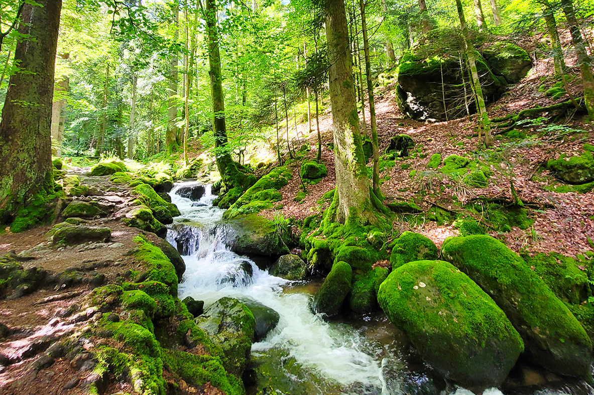Bühlertal Gertelbach Wasserfalle_02_Andreas Schwientek