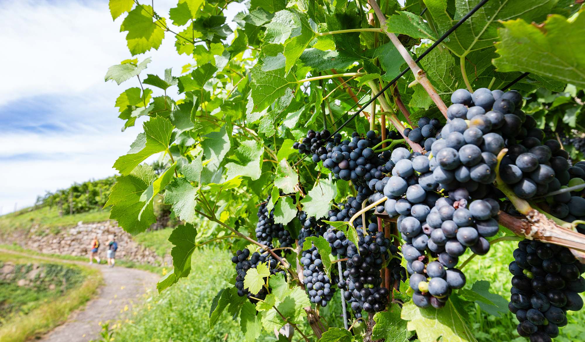 Premiumwanden M+H Verlag Wanderregion Bühl - Bühlertal - Ottersweier